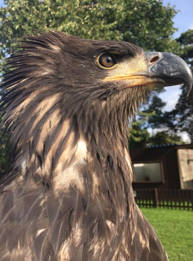 Eagle & Vulture Experience