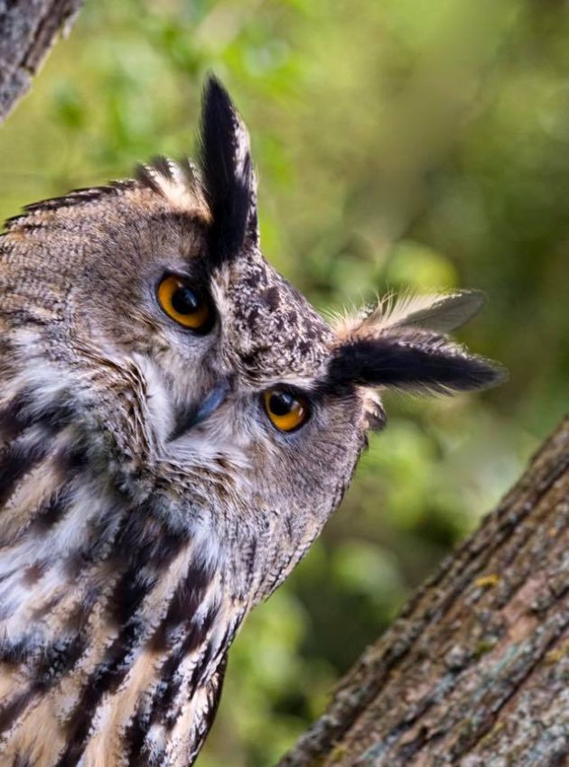 Hawk & Owl Experience