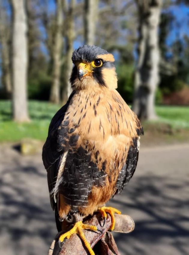 Falconry Premier Experience